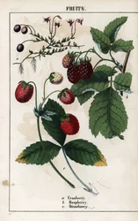 Beschreibung von Beeren: Früchte von Preiselbeere, Himbeere und Erdbeere. Chromolithographie in "Recueil d