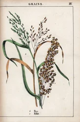Beschreibung von Getreide: Reis und Hirse. Chromolithographie in „Recueil d