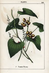 Beschreibung der gemeinen Bryonie (Bryonia alba) mit ihren goldenen Beeren. Chromolithographie in „Recueil d