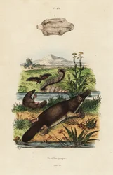Schnabeltier, Ornithorhynchus anatinus