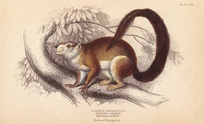 Duvaucels Eichhörnchen
