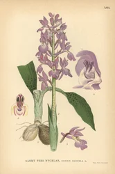 Frühe Purpurorchidee, Orchis mascula