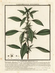 Mauerraute, Parietaria officinalis