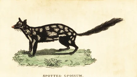 Östlicher Quoll, Dasyurus viverrinus (Gravur)