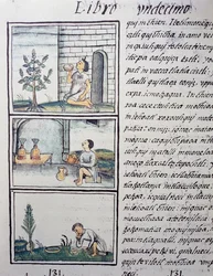 Essbare Pflanzen, Seite aus Buch XI des Florentiner Kodex, zweisprachige Version in Spanisch und Nahuatl, Allgemeine Geschichte der Dinge von Neuspanien, von Fray Bernardino de Sahagun