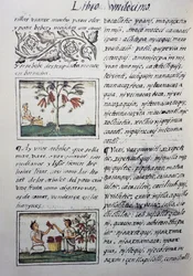 Essbare Pflanzen, rote Bohnen, Seite aus Buch XI des Florentiner Kodex, zweisprachige Version in Spanisch und Nahuatl, Allgemeine Geschichte der Dinge von Neuspanien, von Fray Bernardino de Sahagun