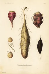 Essbare Knollen
