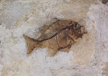 Ephippus oblongus (Fischfossil) gefunden in Monte Bolca, nahe Verona, Italien, Eozän