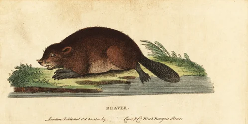 Eurasischer Biber, Castor fiber, 1800 (Gravur)