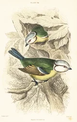 Blaumeise, Cyanistes caeruleus. 1889 (Gravur)