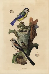 Blaumeise, Cyanoses caeruleus, und Ei, und Schwanzmeise, Aegithalos caudatus, mit Nest und Ei