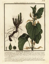 Gewöhnliche Osterluzei, Aristolochia clematitis