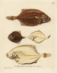 Europäische Scholle, Pleuronectes platessa 1,2 und Glattbutt, Scophthalmus rhombus 3,4. Ein Steinbutt oder Biegung der rechten Seite, Platessa, der linken Seite, Plaid oder Rhombus der linken Seite, kleine Flunder der Mem-Seite. Handkolorierter Kupferstich