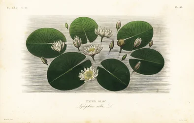 Europäische Weiße Seerose, Nymphaea alba