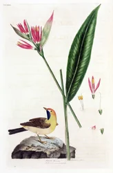 Falsche Paradiesvogelblume und Bachstelze