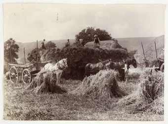 Landwirtschaftsszenen, Ernte & Lagerung, Vor 1900 Ernte, ca. 1890