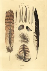 Federn, Plumes, Vogelanatomie