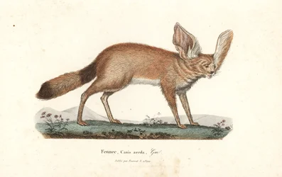 Fennek oder Wüstenfuchs, Vulpes zerda. Handkolorierte Kupferstichgravur aus Rene Primevere Lesson