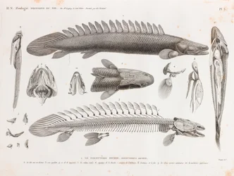 Fische: Le Polyptere Bichir, Anatomie