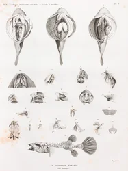 Fische: Tetrodon, Anatomie