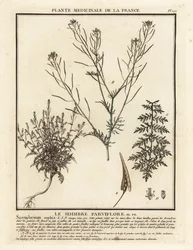 Sophienkraut, Descurainia sophia