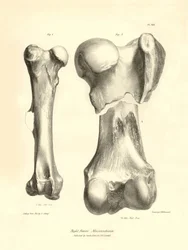 Fossile Knochen (Femur) des ausgestorbenen prähistorischen Tieres Macrauchenia beschrieben von Charles Darwin während seiner Expedition an Bord der Beagle. Tafel aus „The Zoology of the voyage of H.M.S. Beagle under the command of Captain Fitzroy during th
