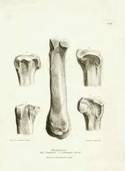Fossile Knochen (Metatarsus und Metacarpus) des ausgestorbenen prähistorischen Tieres Macrauchenia beschrieben von Charles Darwin während seiner Expedition an Bord der Beagle. Platte aus „The Zoology of the voyage of H.M.S. Beagle under the command of Capt