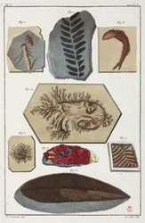 Fossilien, prähistorisch