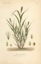 Hirse oder Italienische Hirse, Setaria italica