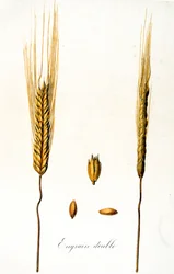 Französische Illustration von Ähren aus dem 19. Jahrhundert
