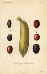 Früchte, Steinfrüchte