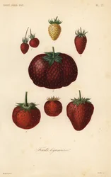 Früchte, Gemüsefrüchte