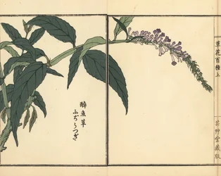 Fujiutsugi oder Buddleia, Buddleja-Arten. Handkolorierter Holzschnitt von Kono Bairei aus Kusa Bana Hyakushu (Hundert Blumenarten), Tokio, Yamada