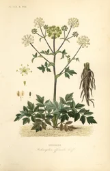 Engelwurz, Angelica archangelica