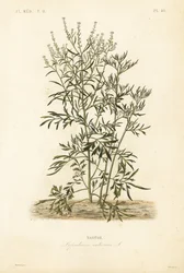 Gartenkresse