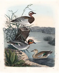 Knäkente - Sommerente - Anas querquedula 1, und Krickente - Winterente - Anas crecca, Männchen 2, und Weibchen 3. Handkolorierte Lithographie aus Carl Hoffmann
