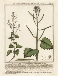 Knoblauchsrauke, Alliaria petiolata