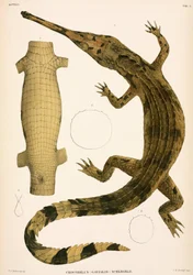 Gangesgavial, Indonesien