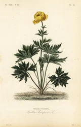 Trollblume