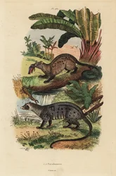 Goldene Palmenzibetkatze, Paradoxurus zeylonensis 1 und Asiatische Palmenzibetkatze, Paradoxurus hermaphroditus 2