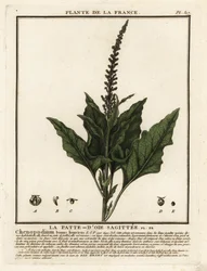 Guter Heinrich, Chenopodium bonus-henricus