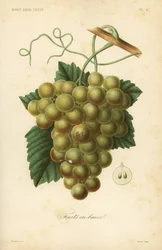 Trauben