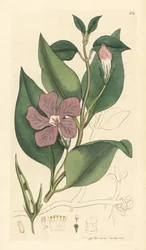 Großes Immergrün, Vinca major (großes Immergrün) Handkolorierter Kupferstich nach einer Zeichnung von James Sowerby für James Smith