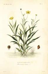 Großer Wasserhahnenfuß
