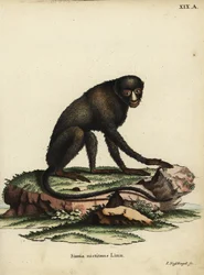Großer Flecken-Nasenaffe oder Putty-Nasenaffe. Cercopithecus nictitans. Simia Nictitans Linn. Handkolorierte Kupferstichgravur von Johann Nussbiegel aus Johann Christian Daniel Schrebers Tierillustrationen nach der Natur