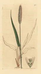 Grüne Borstenhirse, Setaria viridis (Grünes Rispenhirsegras, Panicum viride). Handkolorierter Kupferstich nach einer Zeichnung von James Sowerby für James Smiths „English Botany“