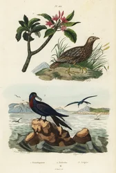 Grauflügelfrankolin, Scleroptila afra, Großer Fregattvogel, Fregata minor, und Roter Frangipani, Plumeria rubra
