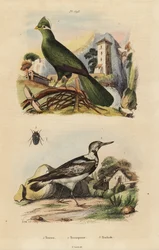 Guineaturako und Wendehals