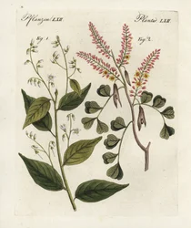 Gummibenjaminbaum, Styrax benzoin und Blauholz, Haematoxylon campechianum. Handkolorierte Kupferstichgravur aus Bertuchs „Bilderbuch für Kinder“, Weimar