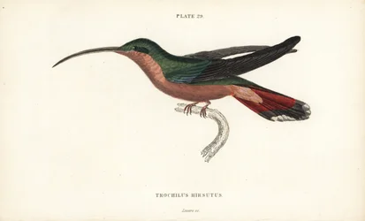 Haarbeiniger Kolibri, Glaucis hirsutus (Rufos-brüstiger Einsiedler, Trochilus hirsutus). Handkolorierter Stahlstich von William Lizars aus Sir William Jardines Naturalist